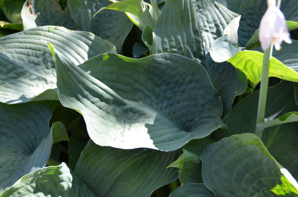 Хоста Элеганс - фото 9