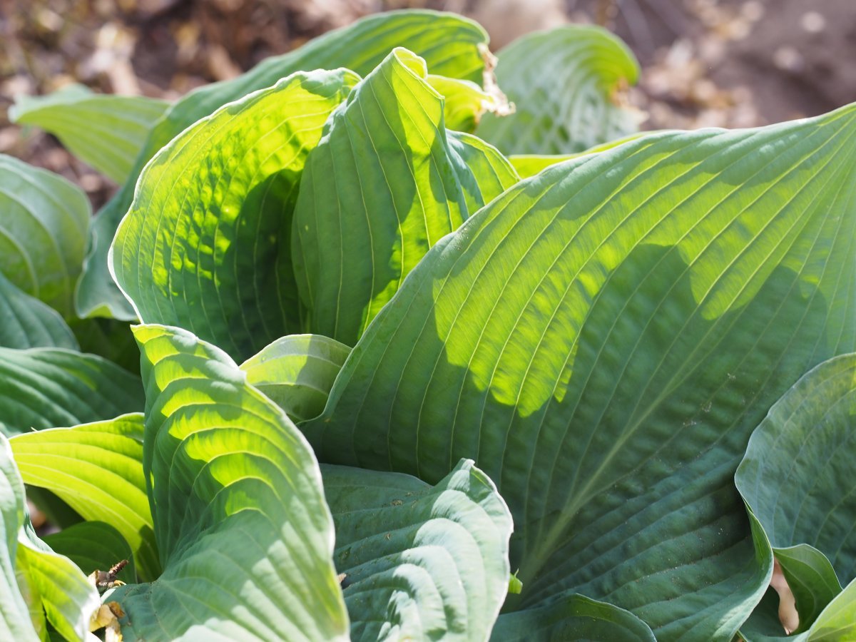 Хоста Элеганс - фото 5