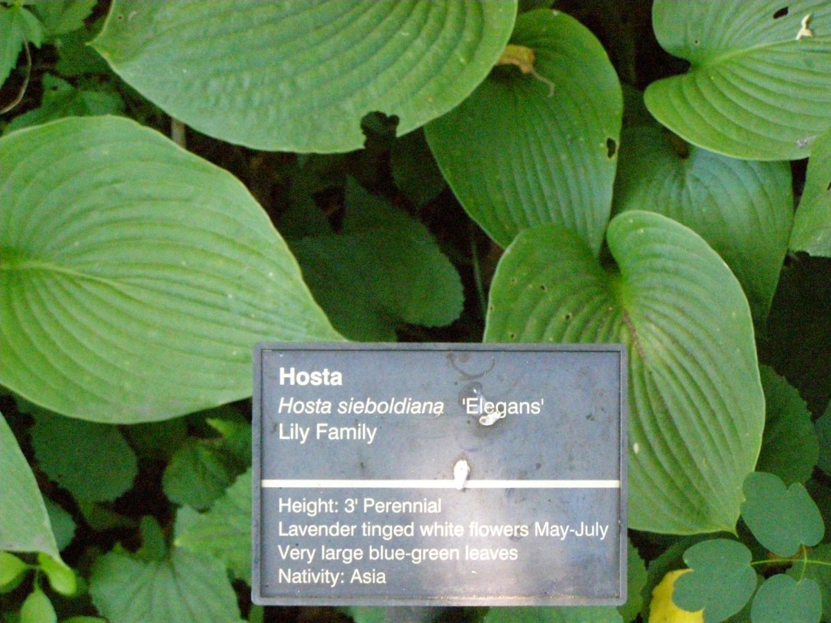 Хоста Элеганс - фото 3
