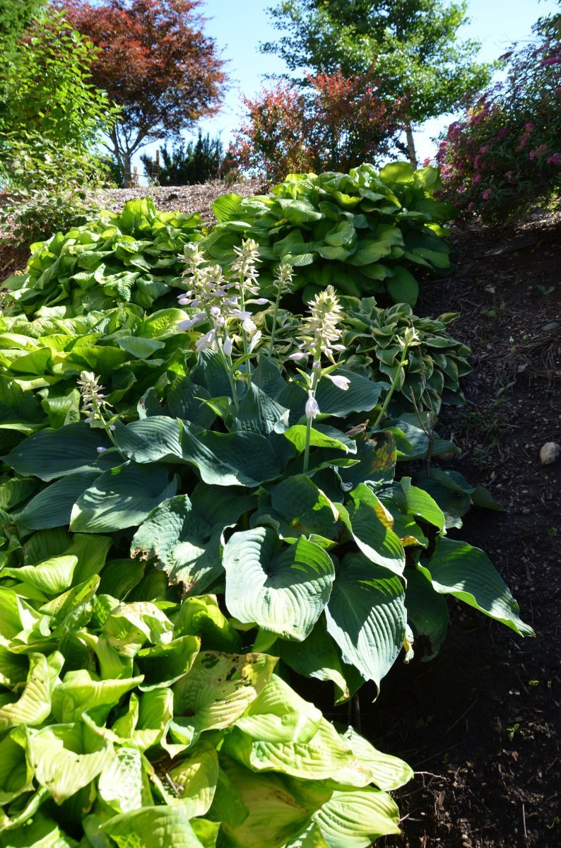 Хоста Элеганс - фото 7