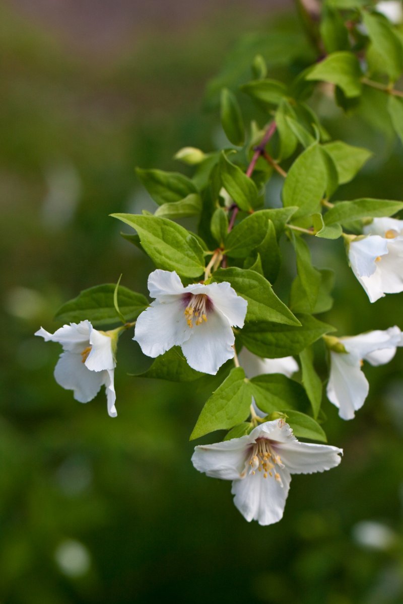 Чубушник Бель Этуаль