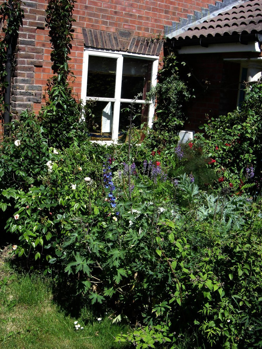 Чубушник Бель Этуаль - фото 2