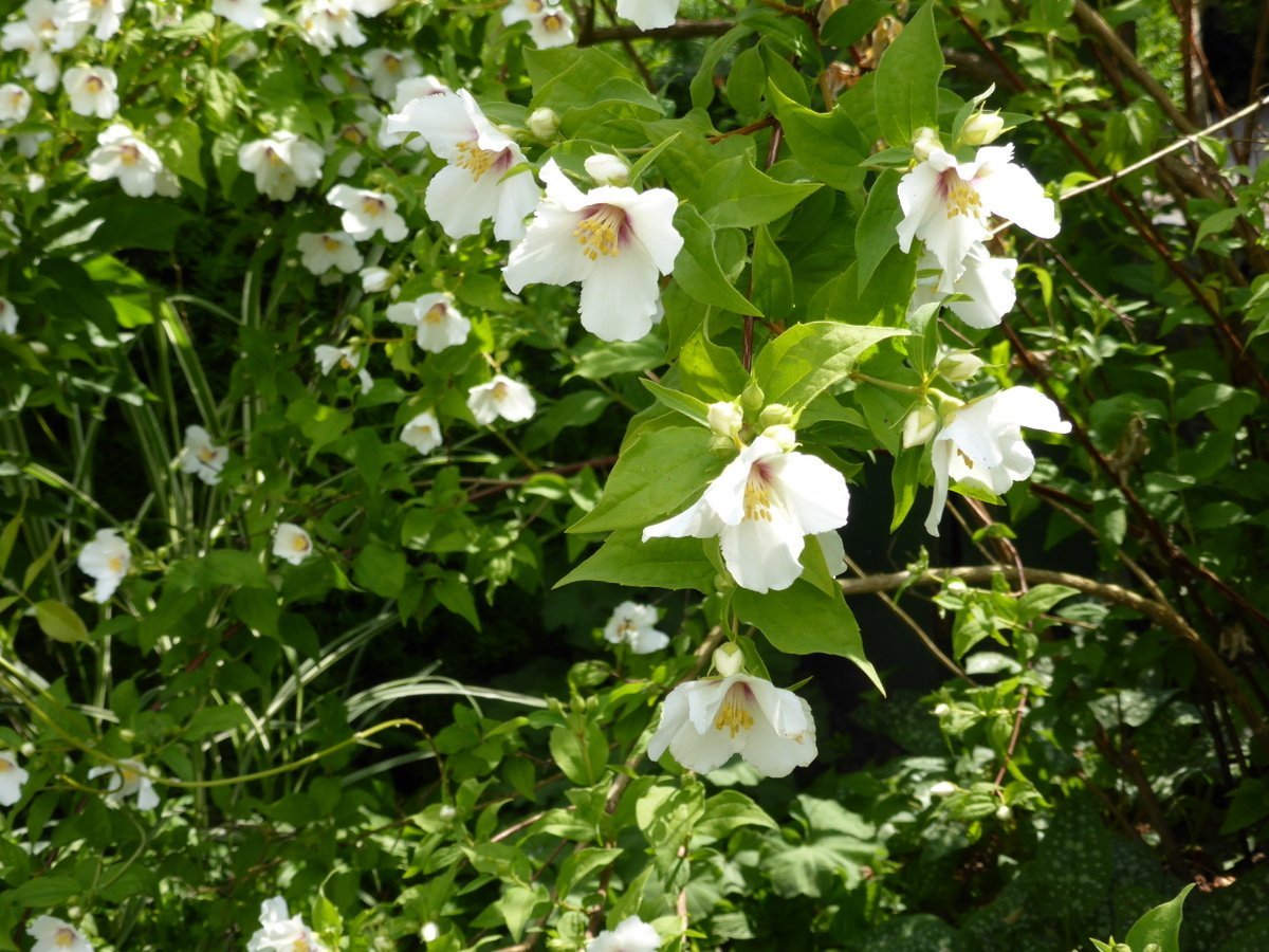 Чубушник Бель Этуаль - фото 3