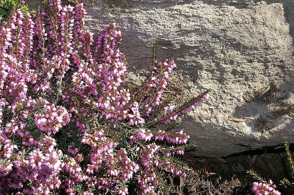 Эрика Дарли Дэйл - фото 5