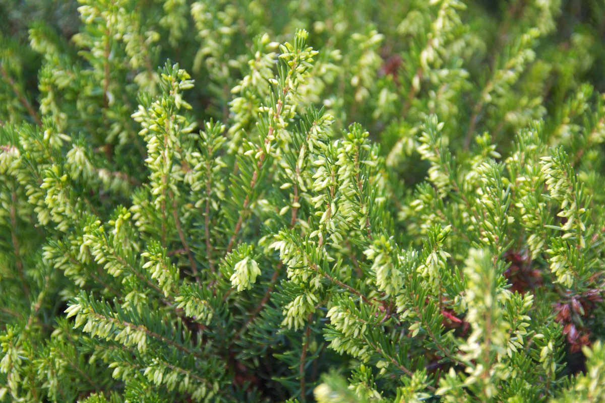 Эрика Дарли Дэйл - фото 6