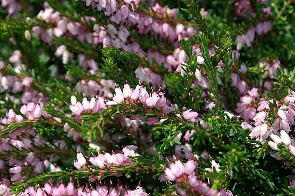 Эрика Дарли Дэйл - фото 4