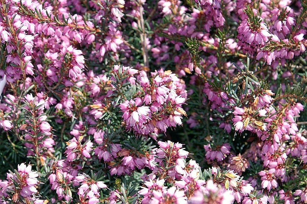 Эрика Дарли Дэйл