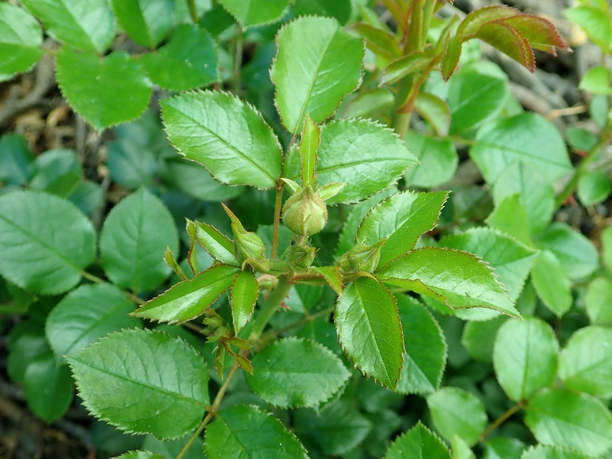 Роза Артемис кустарниковая - фото 7