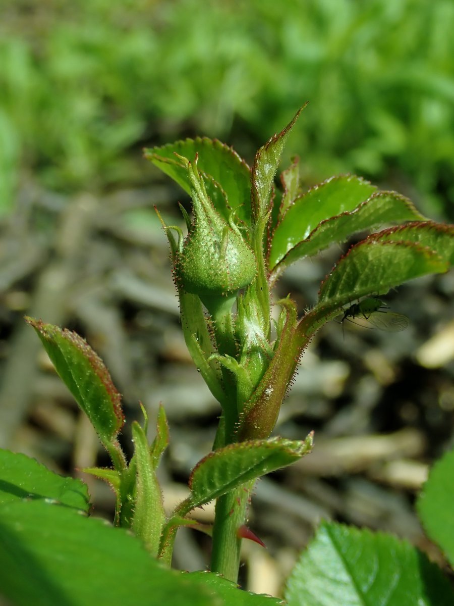Роза Артемис кустарниковая - фото 5