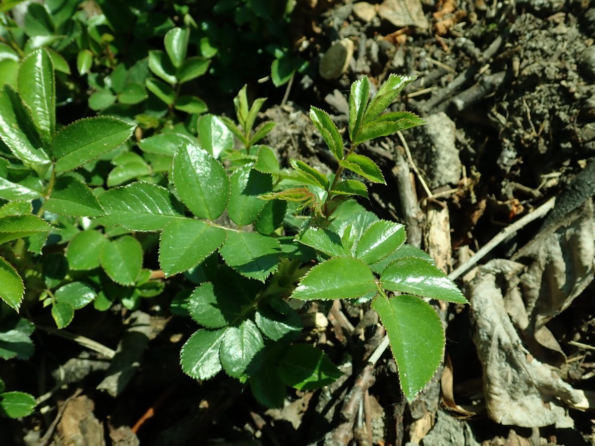 Роза Артемис кустарниковая - фото 3