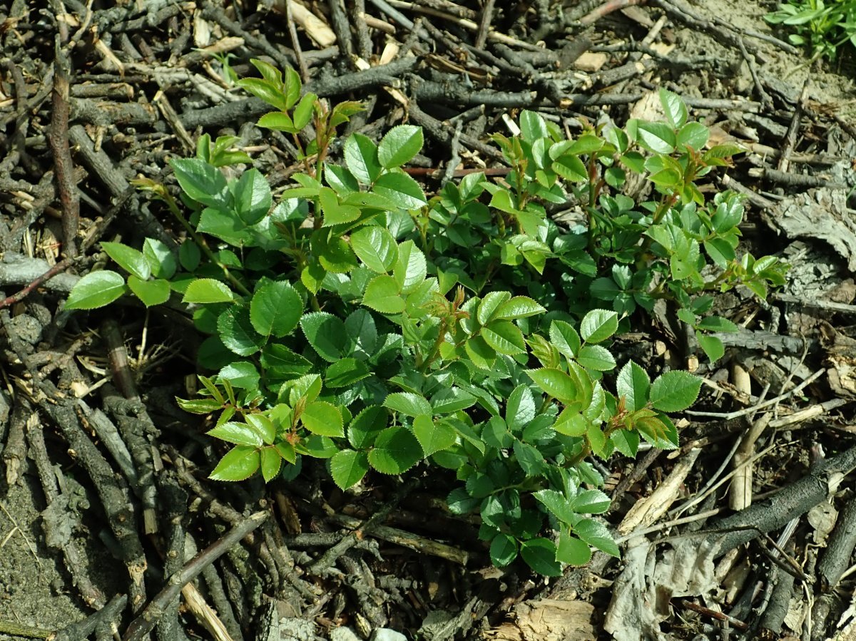 Роза Артемис кустарниковая - фото 4