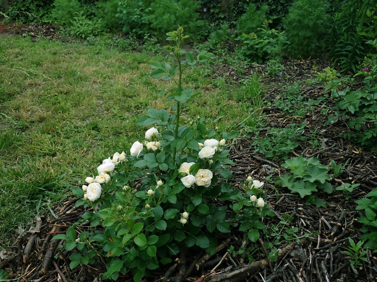 Роза Артемис кустарниковая - фото 10