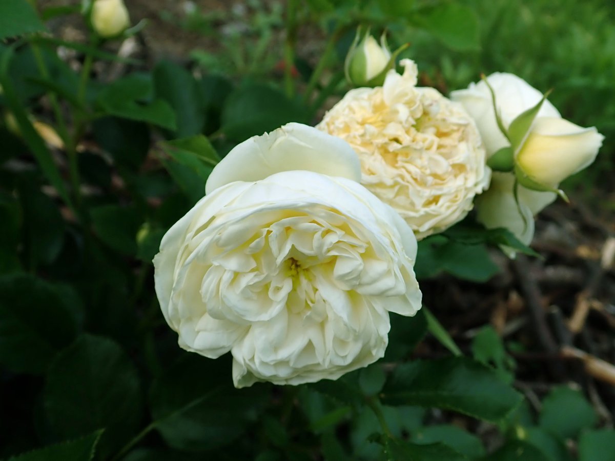 Роза Артемис кустарниковая - фото 9