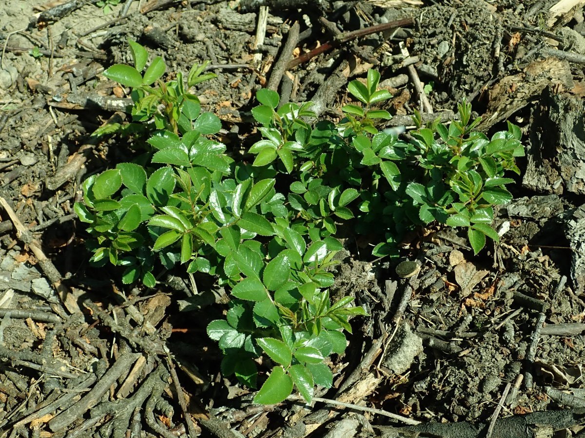 Роза Артемис кустарниковая - фото 2