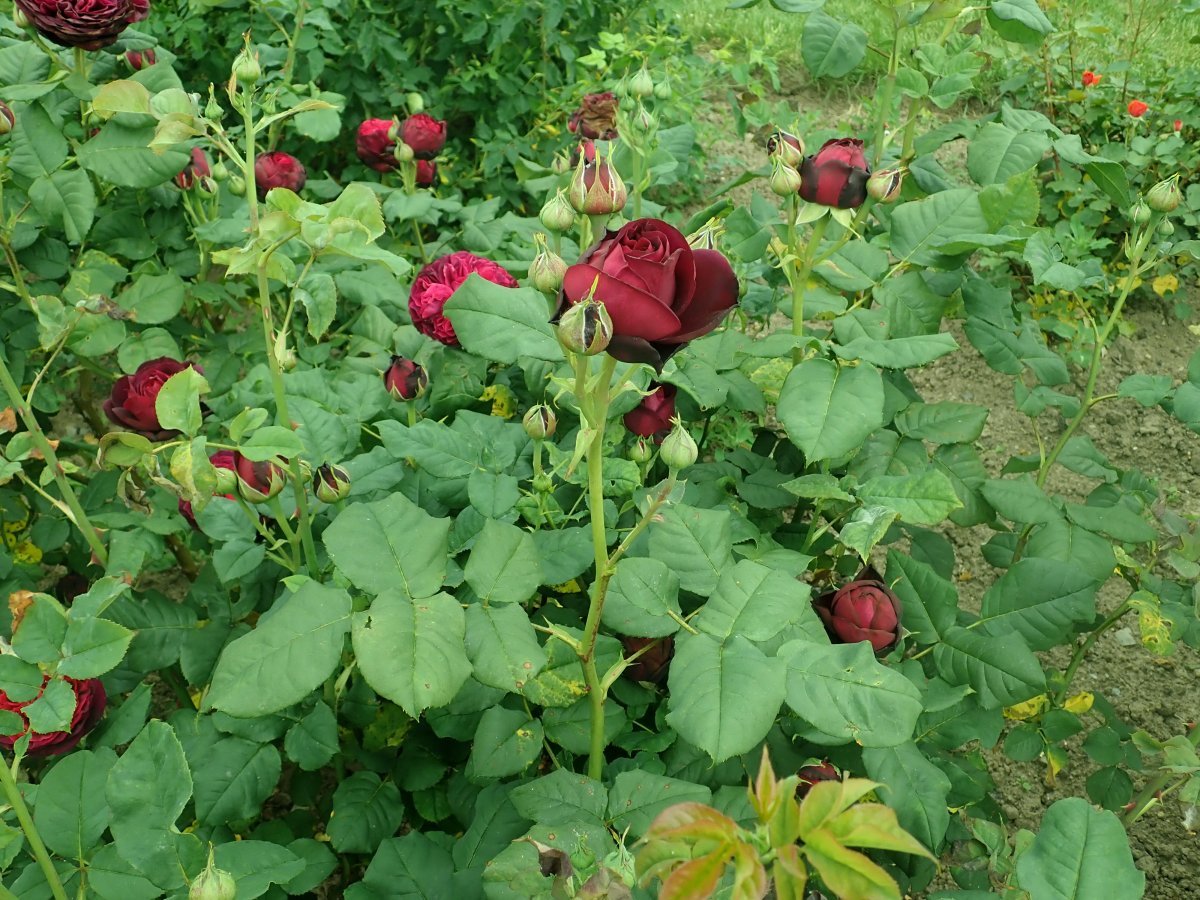 Роза Астрид Графин фон Харденберг кустарниковая - фото 5