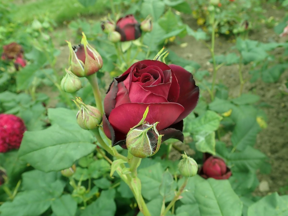 Роза Астрид Графин фон Харденберг кустарниковая - фото 4