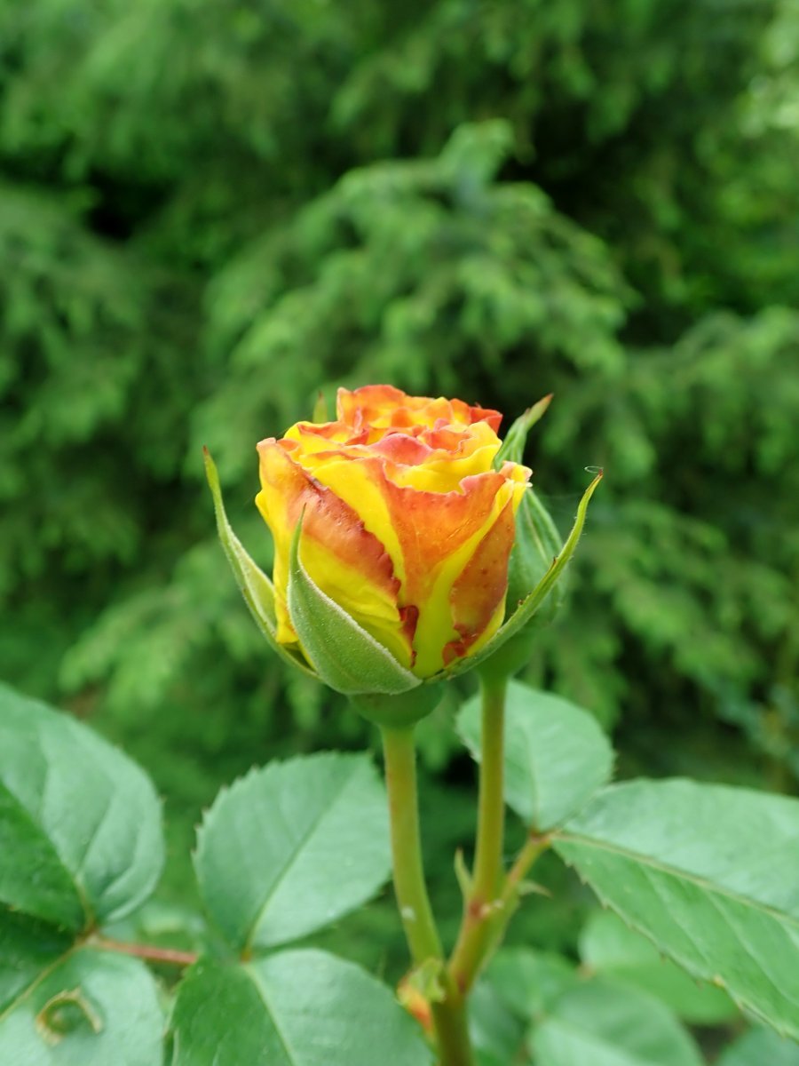 Роза Лихткенигин Люсия кустарниковая - фото 8