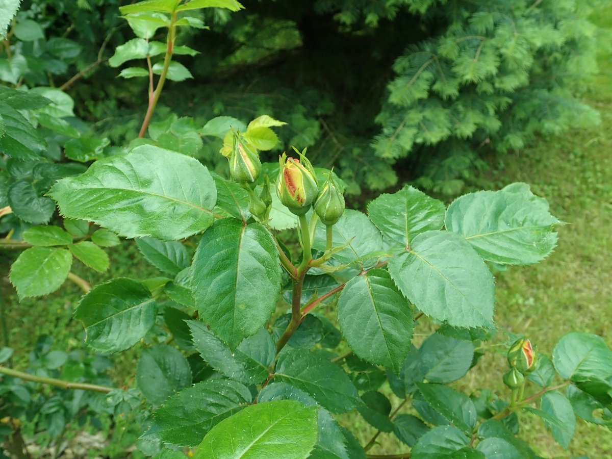 Роза Лихткенигин Люсия кустарниковая - фото 4