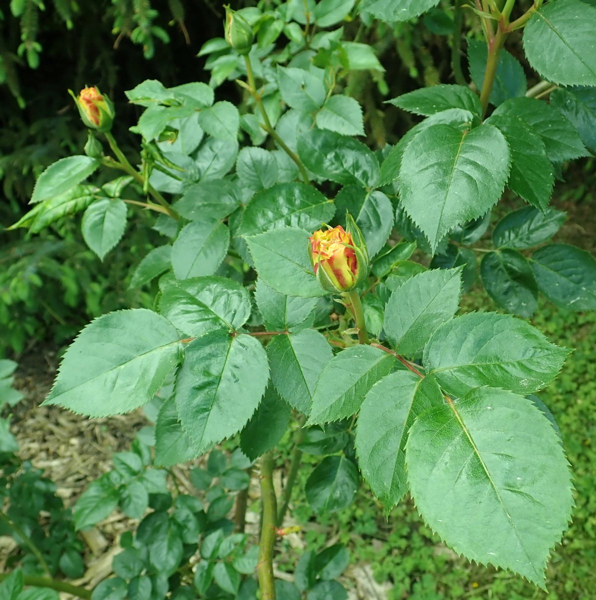 Роза Лихткенигин Люсия кустарниковая - фото 5