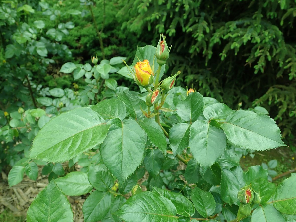 Роза Лихткенигин Люсия кустарниковая