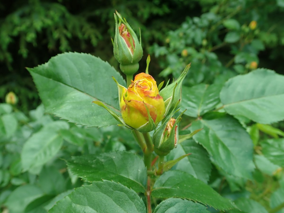 Роза Лихткенигин Люсия кустарниковая - фото 3