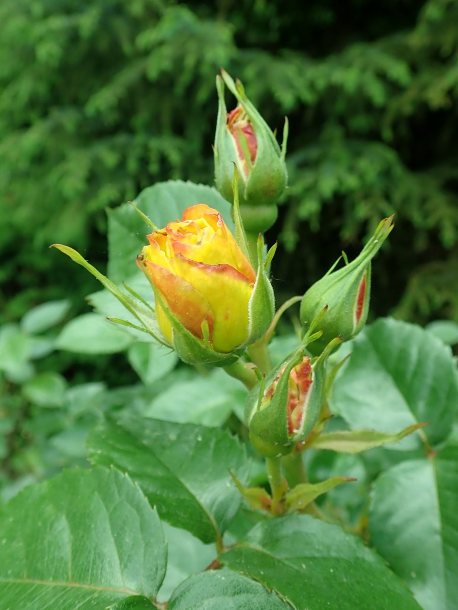 Роза Лихткенигин Люсия кустарниковая - фото 2