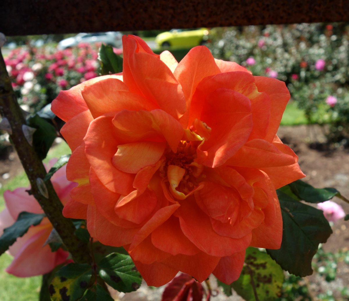 Роза Вестерланд кустарниковая - фото 3