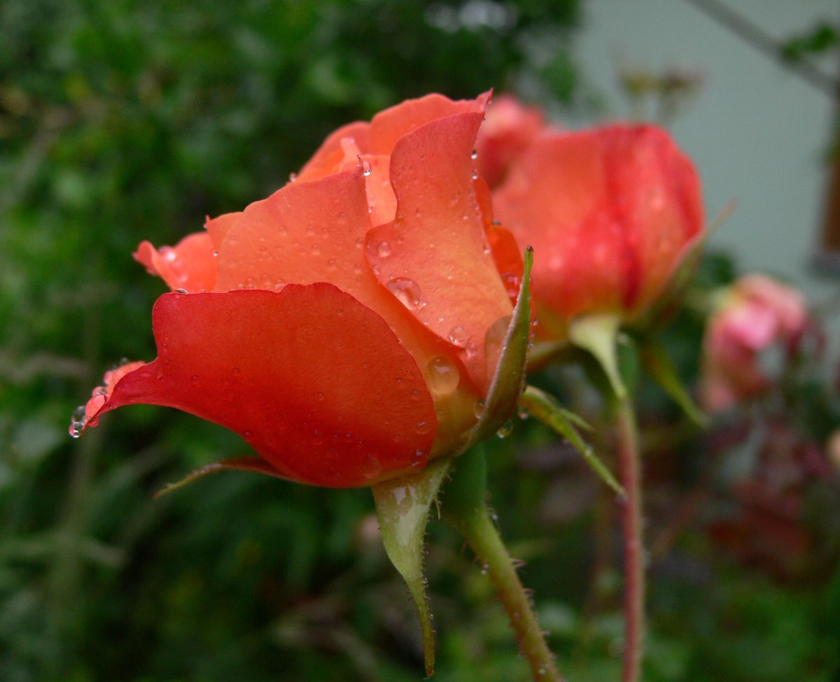 Роза Вестерланд кустарниковая - фото 7