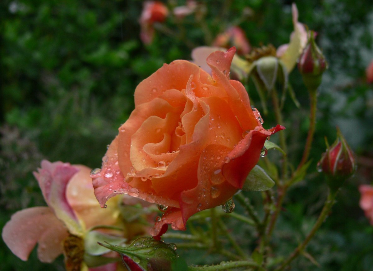 Роза Вестерланд кустарниковая - фото 6