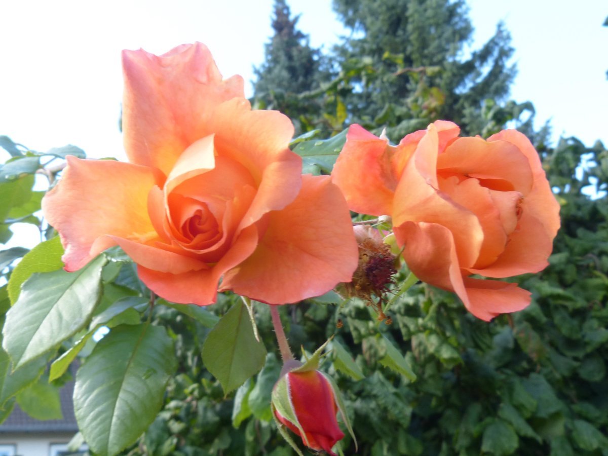 Роза Вестерланд кустарниковая - фото 8