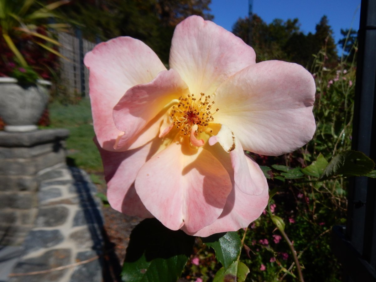 Роза Вестерланд кустарниковая - фото 2