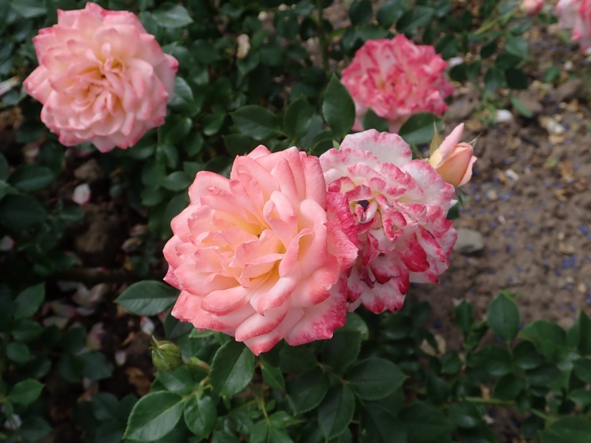 Роза Эприкот Клементина миниатюрная Imperial Rose - фото 2