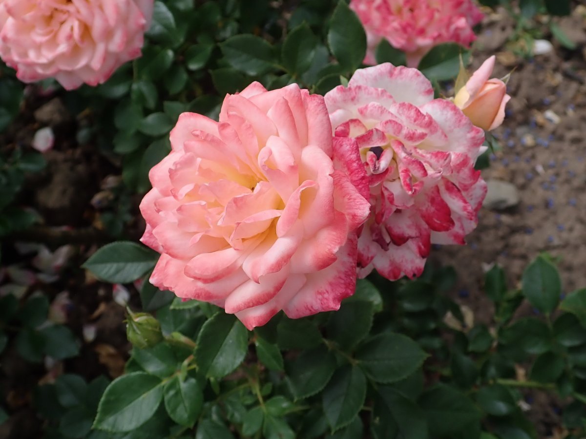 Роза Эприкот Клементина миниатюрная Imperial Rose - фото 3