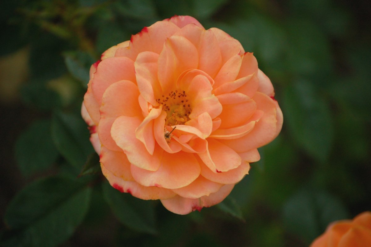 Роза Эприкот Клементина миниатюрная Imperial Rose