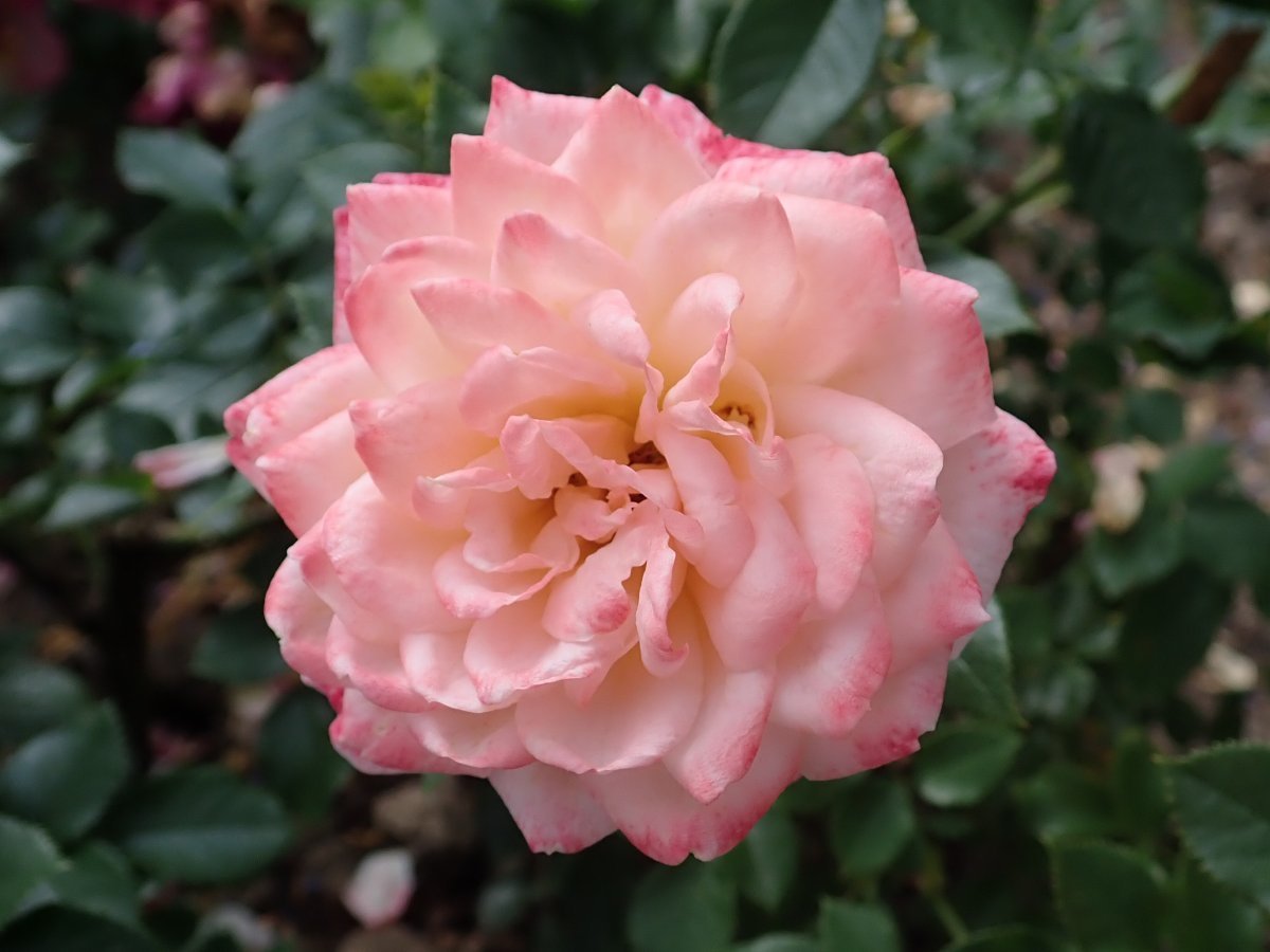 Роза Эприкот Клементина миниатюрная Imperial Rose - фото 4