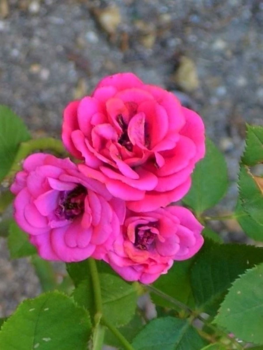 Роза Блю Парад миниатюрная, Imperial Rose - фото 4