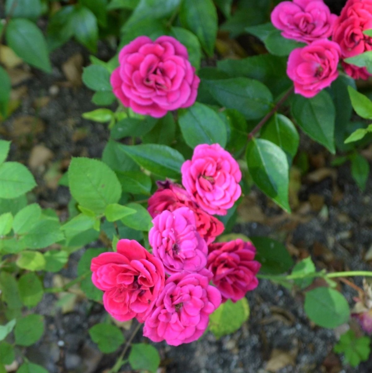 Роза Блю Парад миниатюрная, Imperial Rose - фото 2