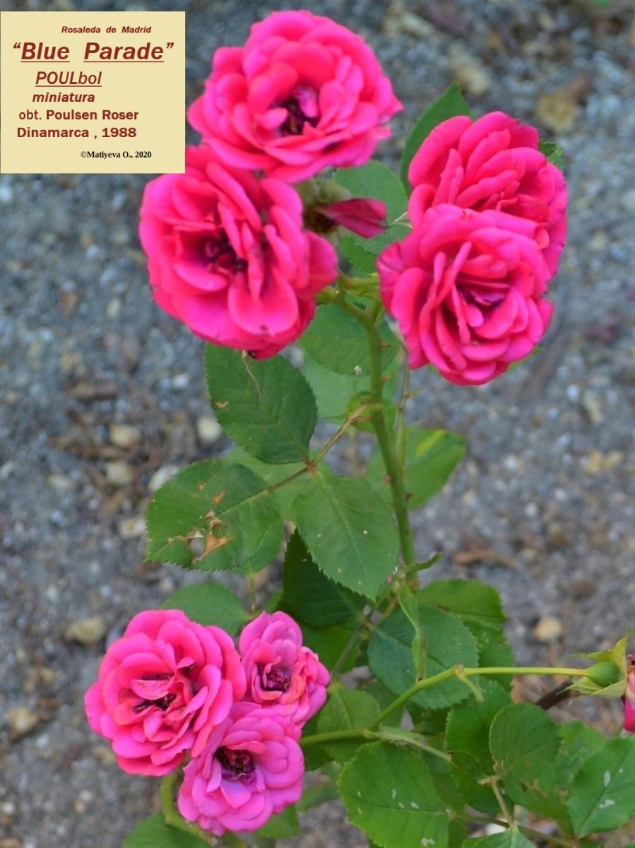 Роза Блю Парад миниатюрная, Imperial Rose - фото 5