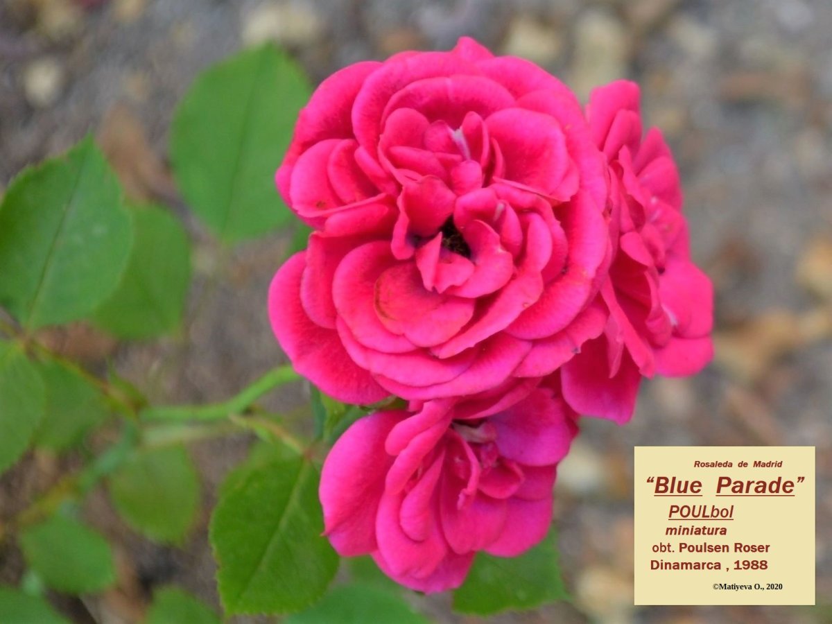 Роза Блю Парад миниатюрная, Imperial Rose - фото 3