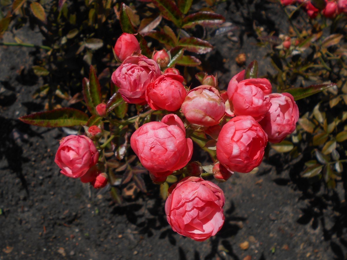 Роза Мутертаг миниатюрная Imperial Rose - фото 9