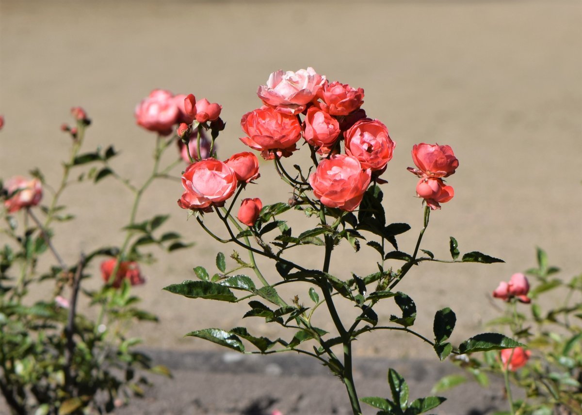 Роза Мутертаг миниатюрная Imperial Rose