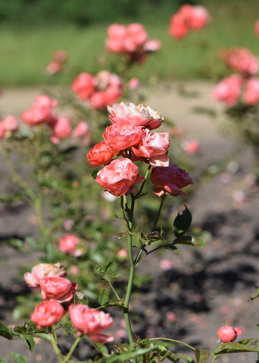 Роза Мутертаг миниатюрная Imperial Rose - фото 2