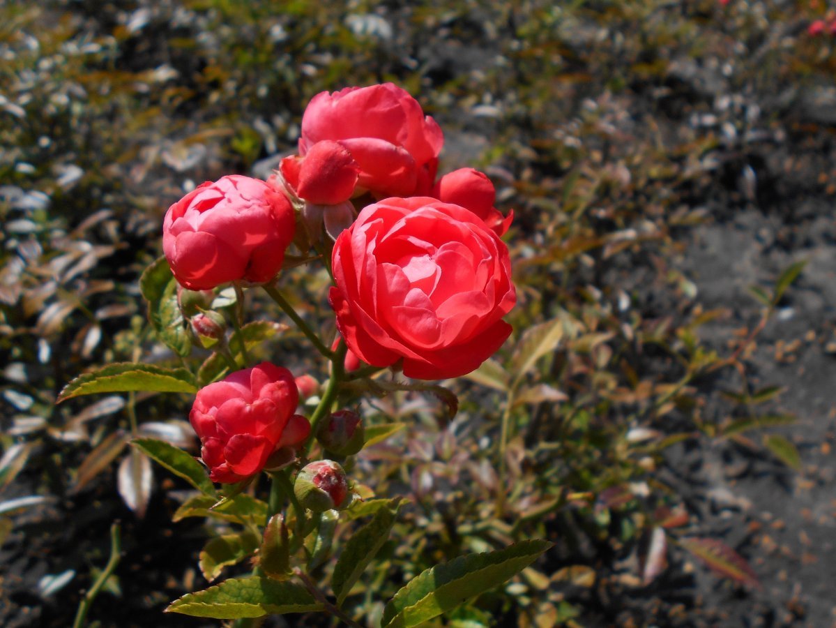 Роза Мутертаг миниатюрная Imperial Rose - фото 7