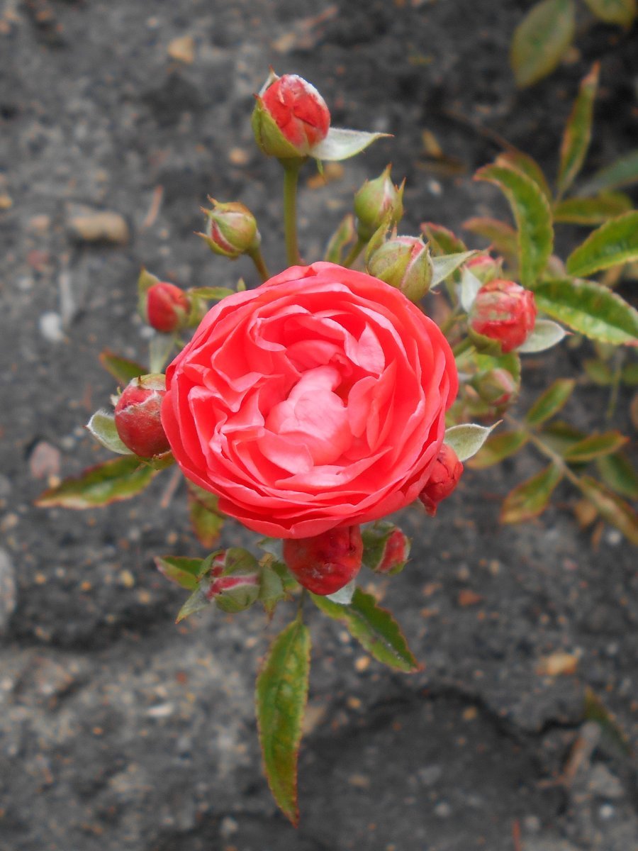 Роза Мутертаг миниатюрная Imperial Rose - фото 4