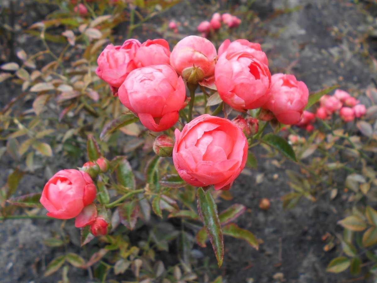 Роза Мутертаг миниатюрная Imperial Rose - фото 3