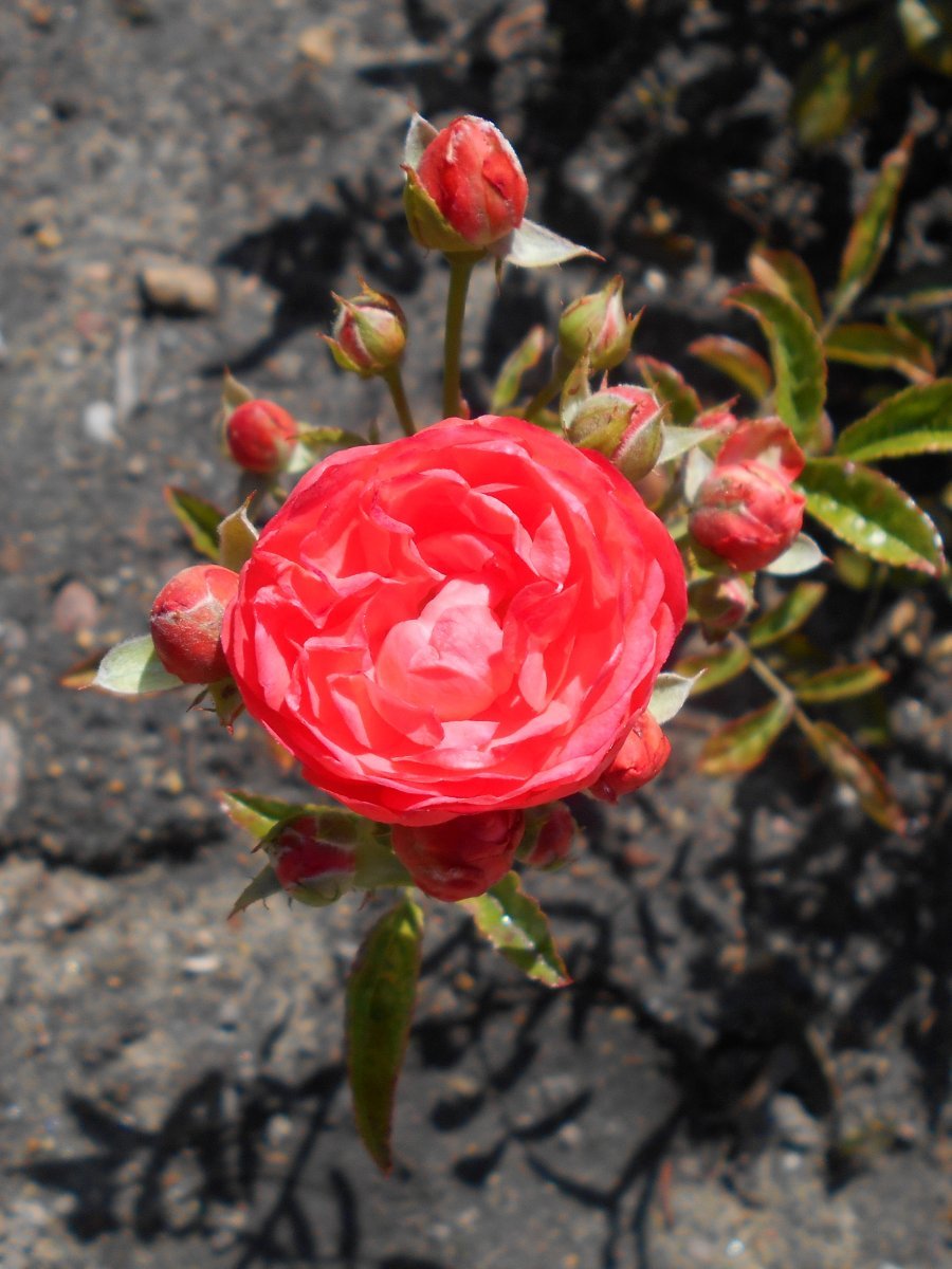 Роза Мутертаг миниатюрная Imperial Rose - фото 10