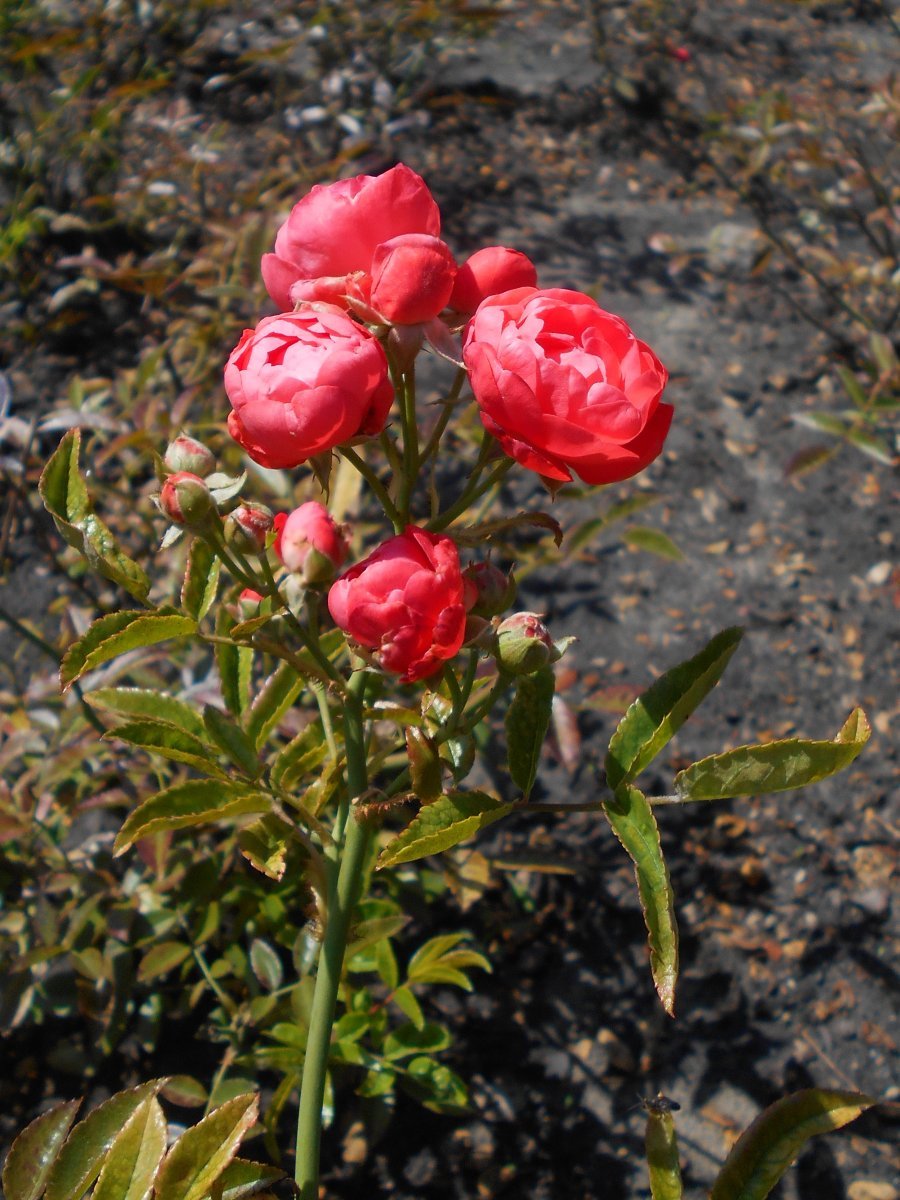 Роза Мутертаг миниатюрная Imperial Rose - фото 6