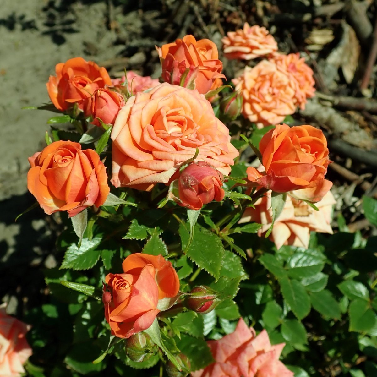 Роза Нинетта миниатюрная - фото 3