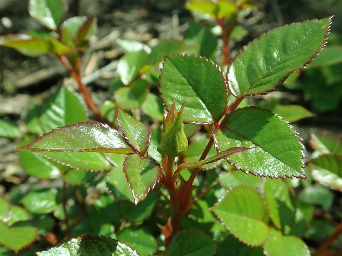 Роза Нинетта миниатюрная - фото 2