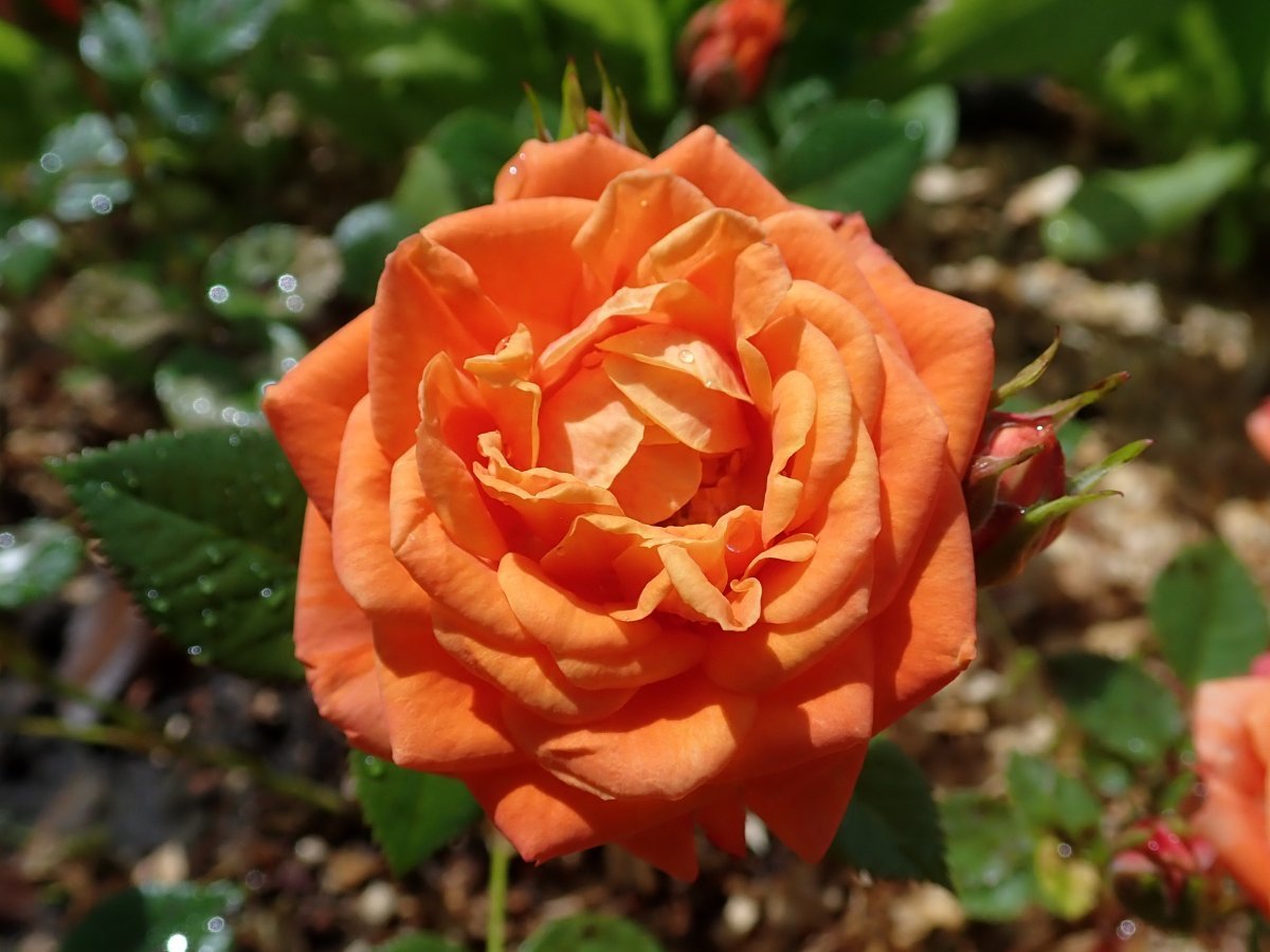 Роза Нинетта миниатюрная - фото 4